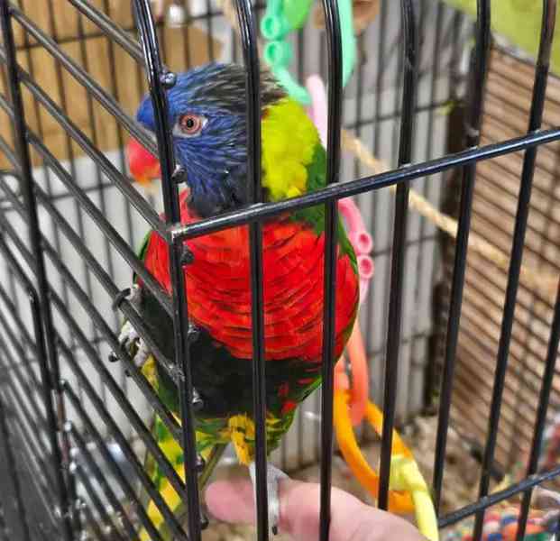 Samice duhového papouška - foto 1