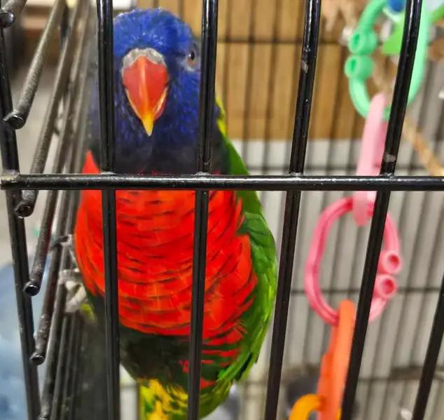 Samice duhového papouška - foto 2