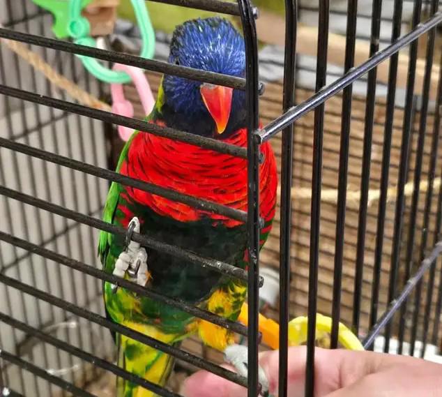 Samice duhového papouška - foto 3