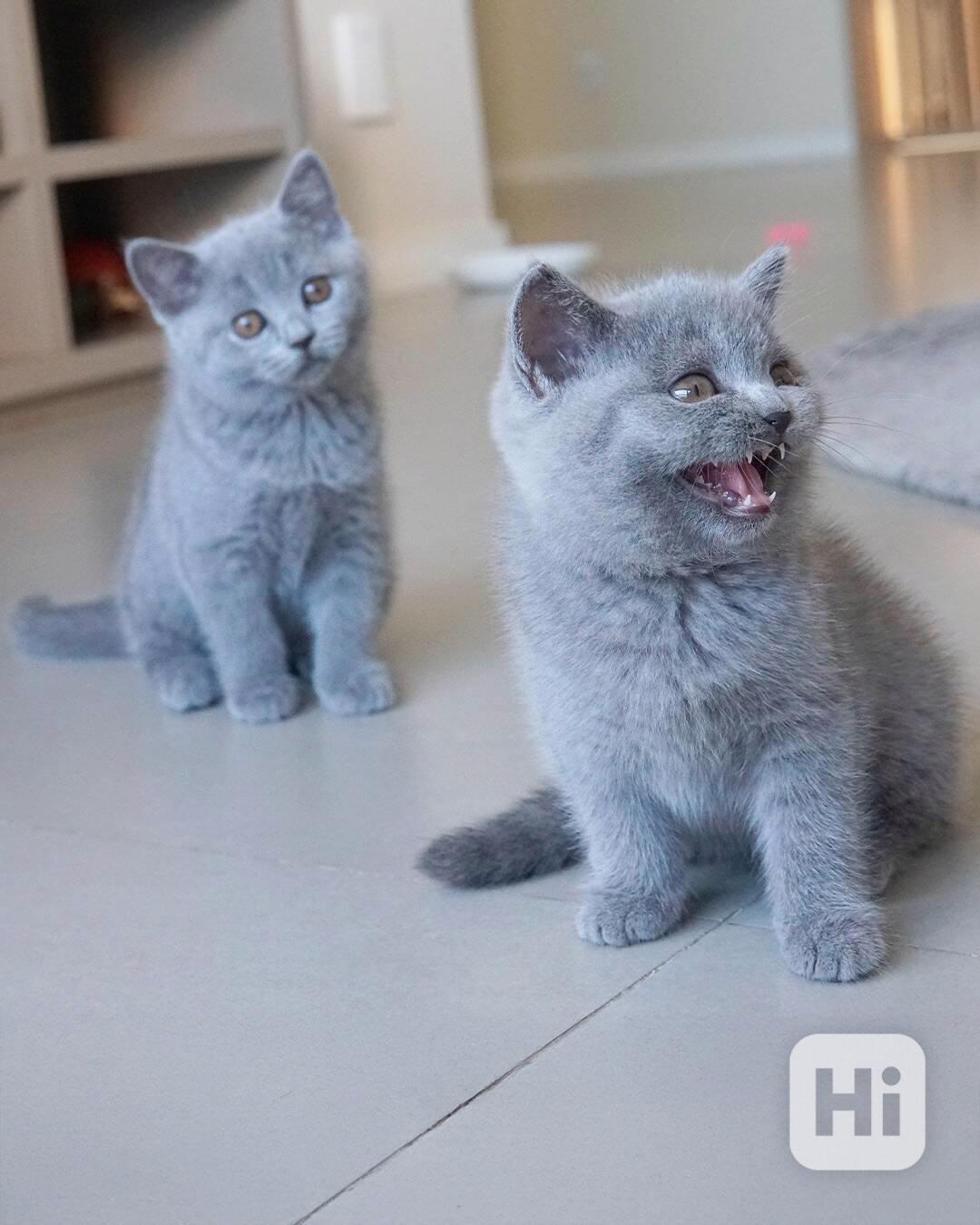 Roztomilé modré britské krátkosrsté kočky připravené k odcho - foto 1