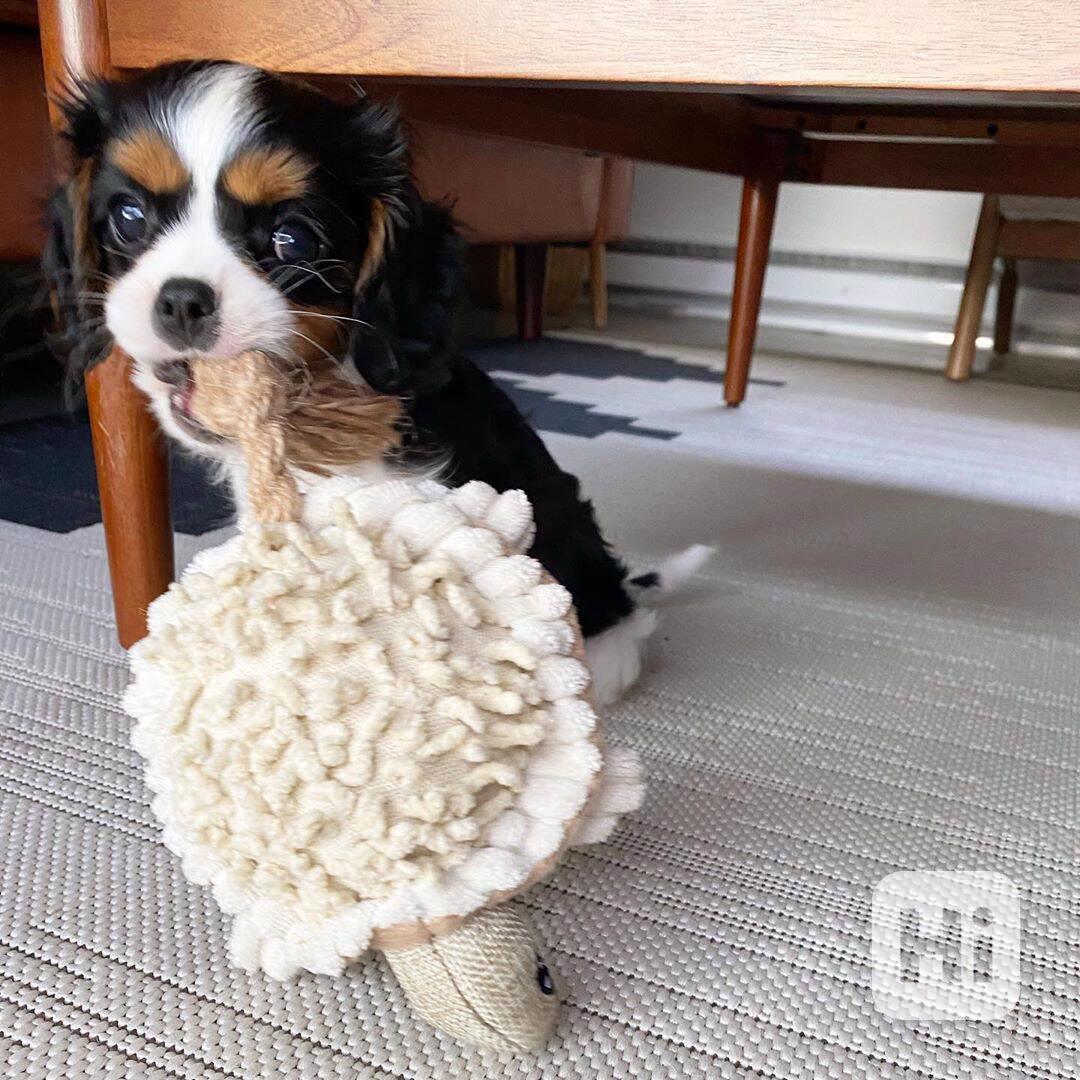 Sladký kavalír king charles španěl štěňata - foto 1