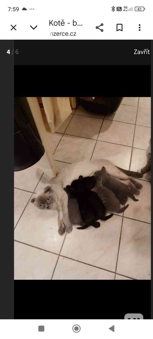 Krasná kočička černobílá hnědé oči  - foto 5