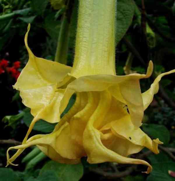 řízek Brugmansia Angels Sunstar - Andělská trumpeta - foto 1