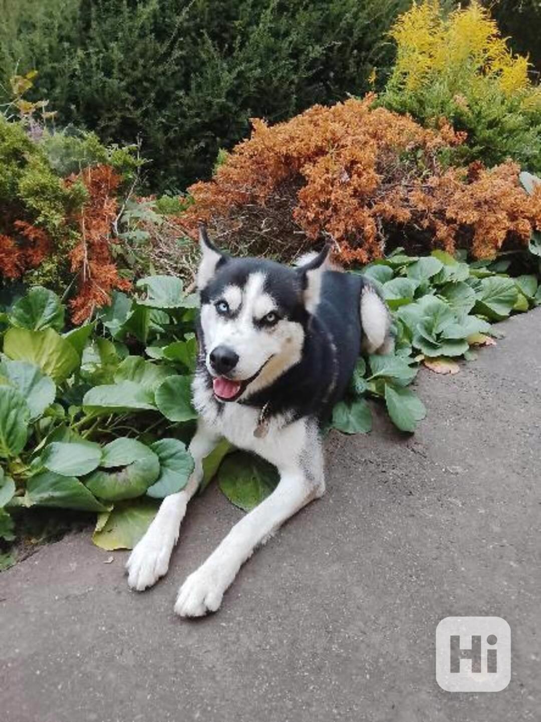 sibiřský husky - foto 1