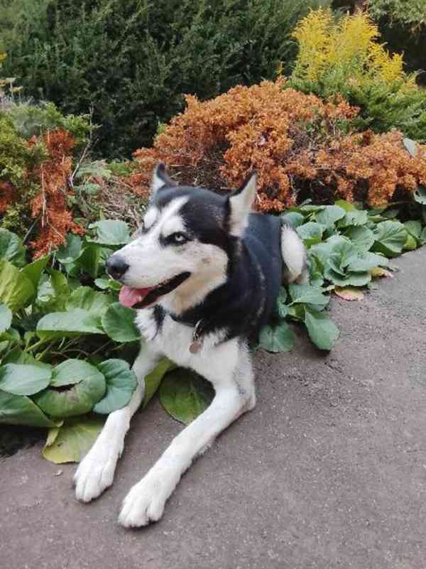 sibiřský husky - foto 2