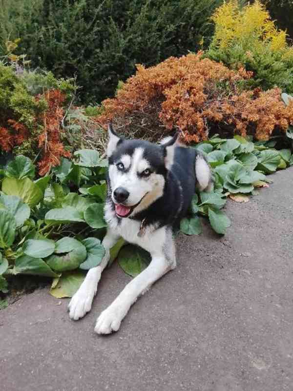 sibiřský husky - foto 1