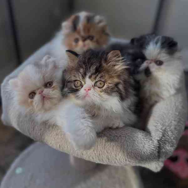 Roztomilá a zdarma adopční koťátka ruské modré kočky - foto 2