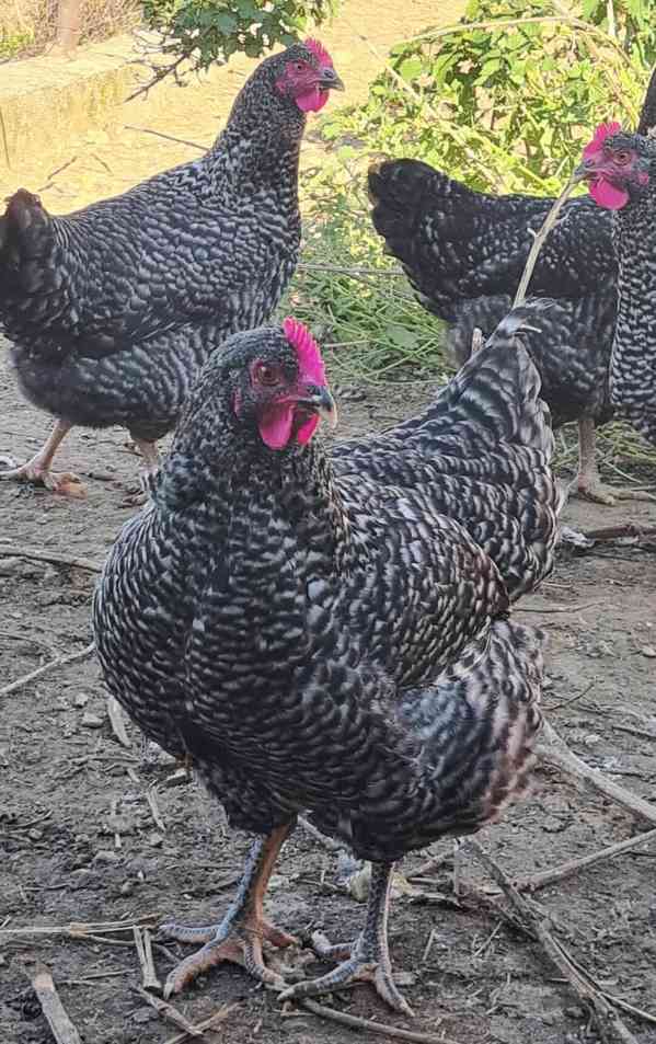 Násadová vejce a kuřátka - foto 5