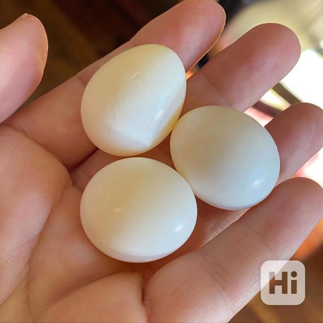 Papoušci a papouščí vejce - foto 1