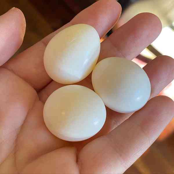 Papoušci a papouščí vejce