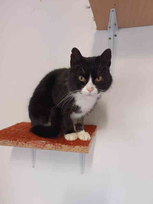 Černobílá 1,5-2roční klidná Barunka hledá domov. - foto 4