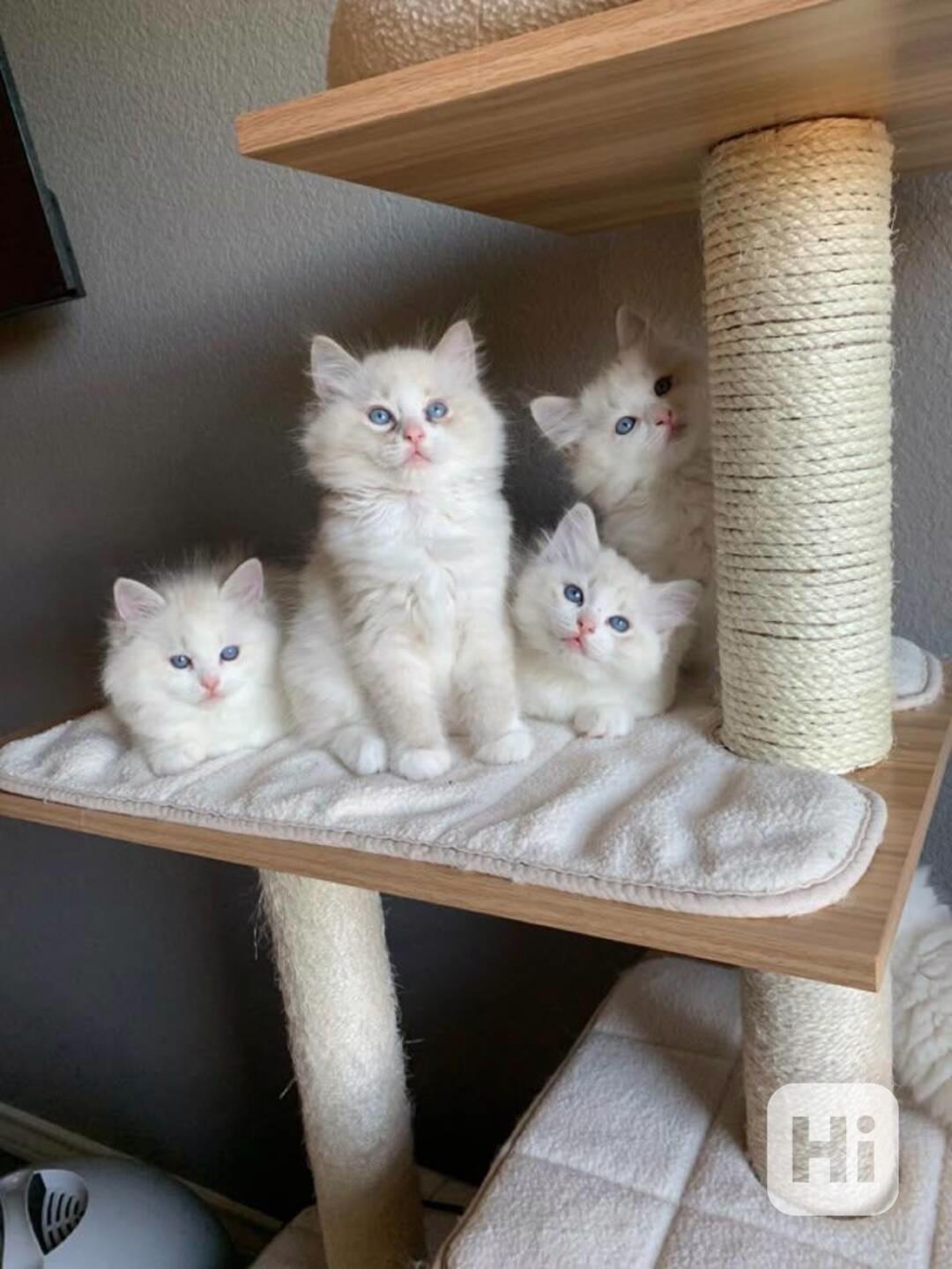 Koťátka plemene Ragdoll, přírůstek do vaší rodiny.. - foto 1