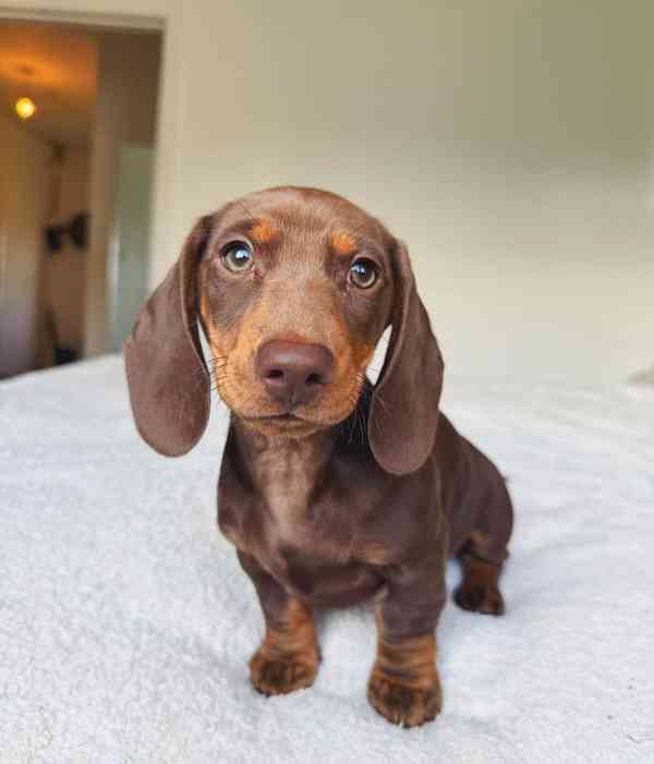 Jezevčík hladkosrstý - foto 2