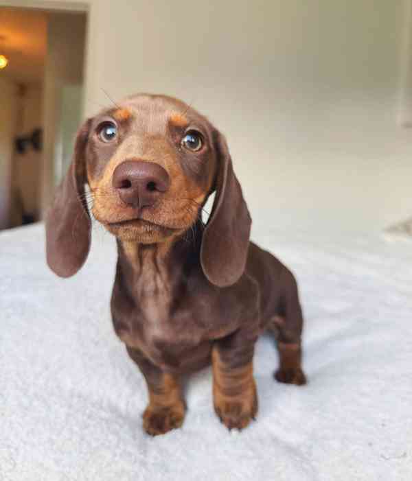 Jezevčík hladkosrstý - foto 4