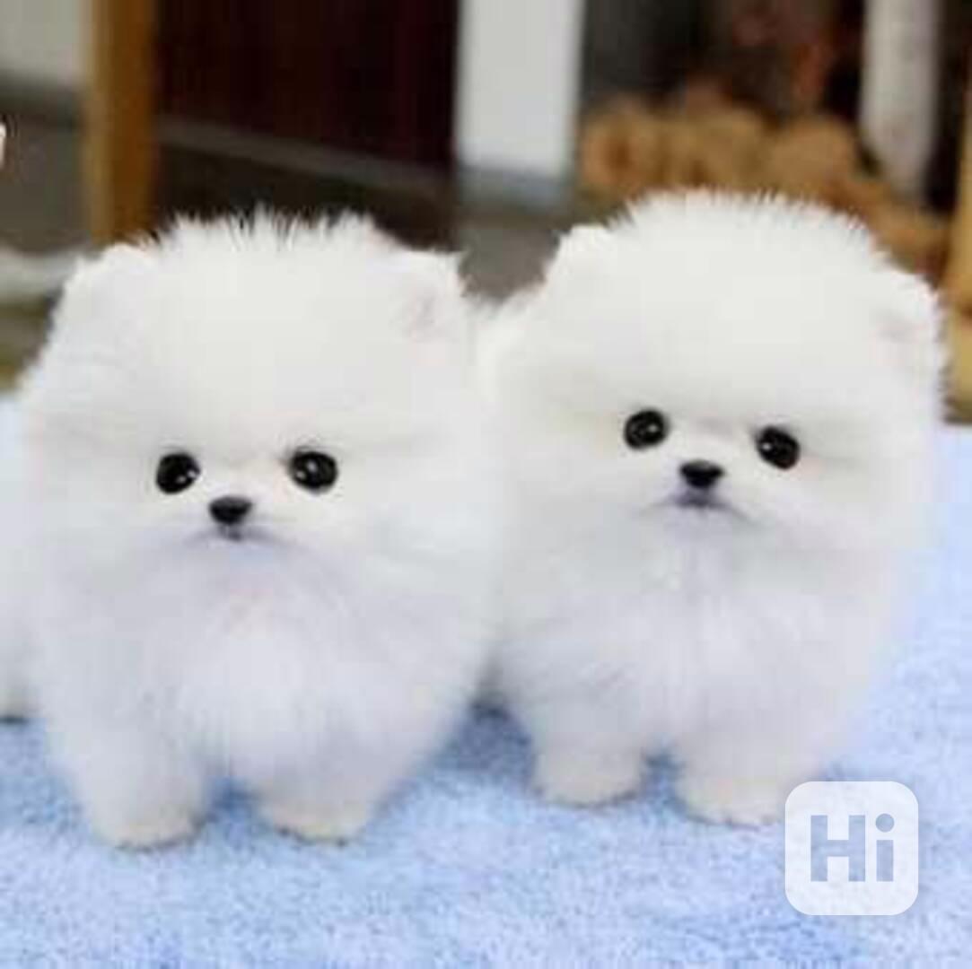 pomeranian štěňata - foto 1