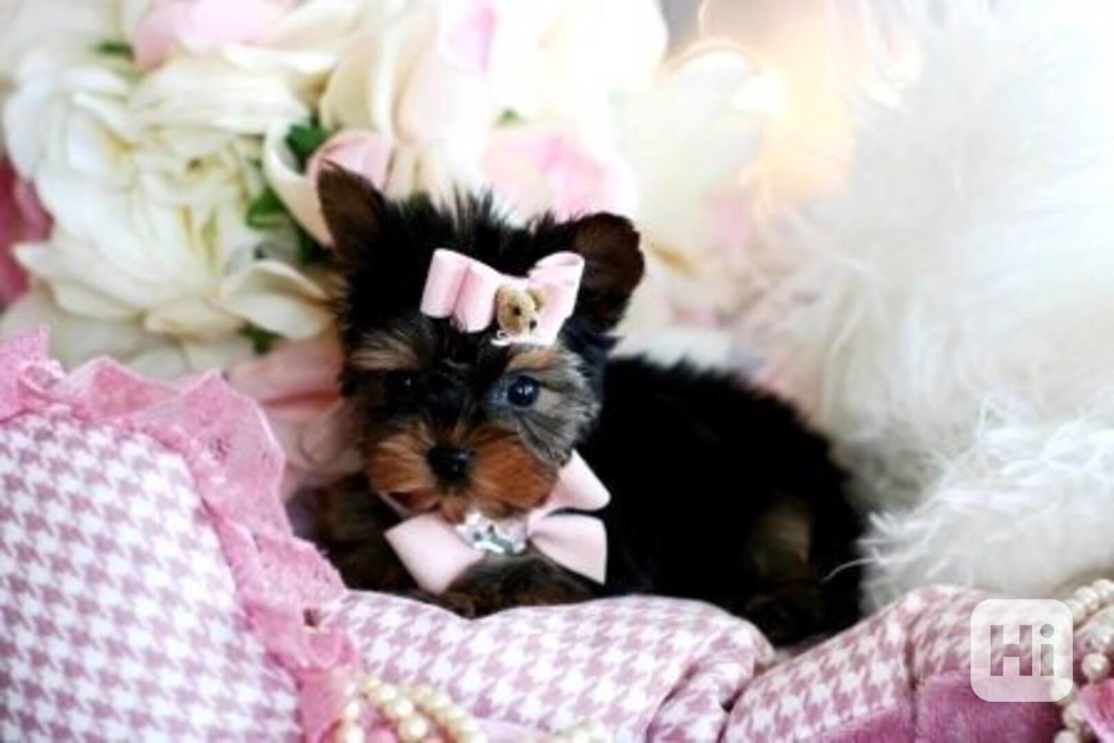 2 Yorkies For Adoption   I have two Yorkie puppies, 1 female - foto 1