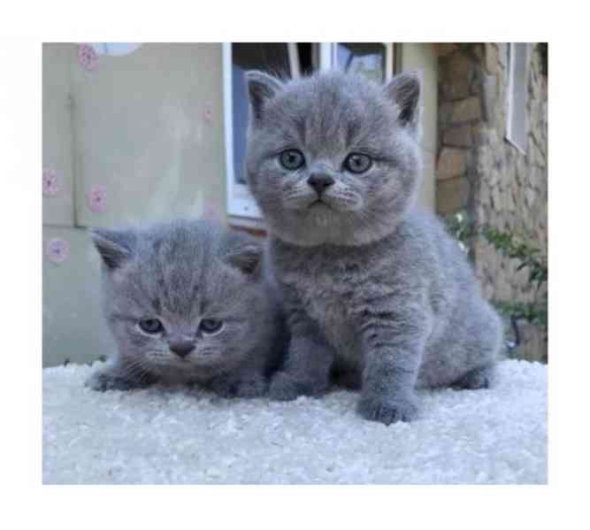 Britská krátkosrstá koťata - foto 1