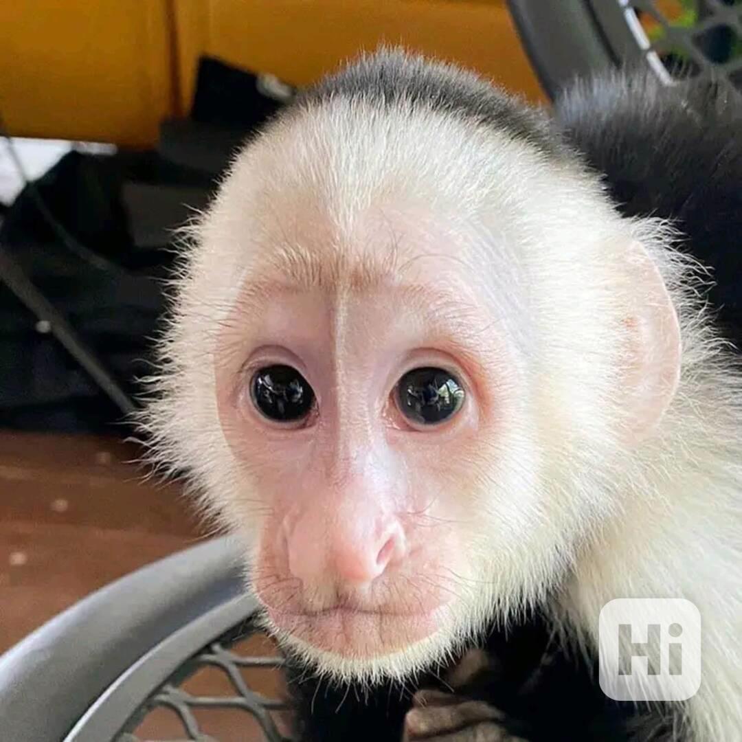  opice           - foto 1