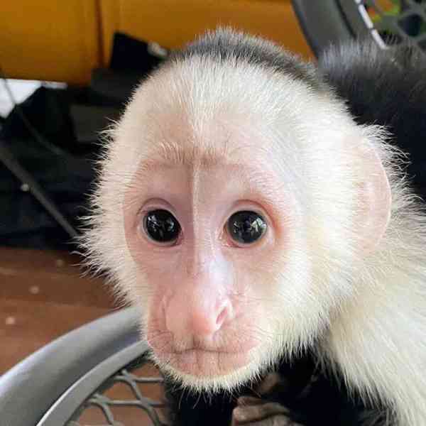  opice           - foto 1