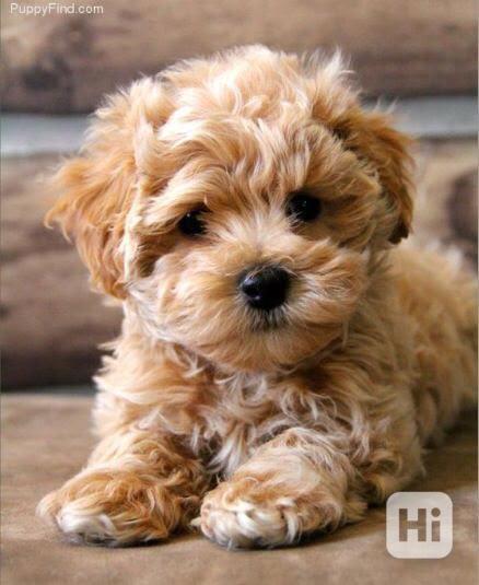 Maltské/Maltipoo mix štěňata - foto 1