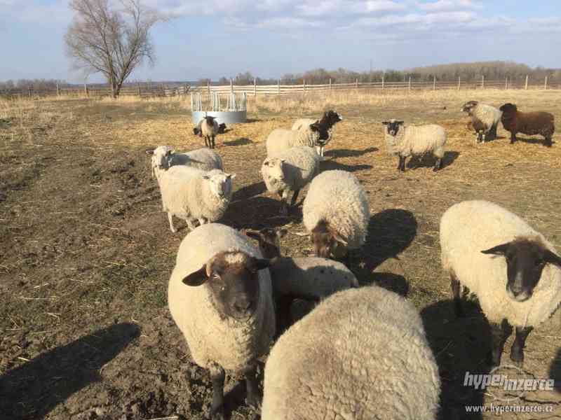 Prodej jehňat i ovcí - foto 6
