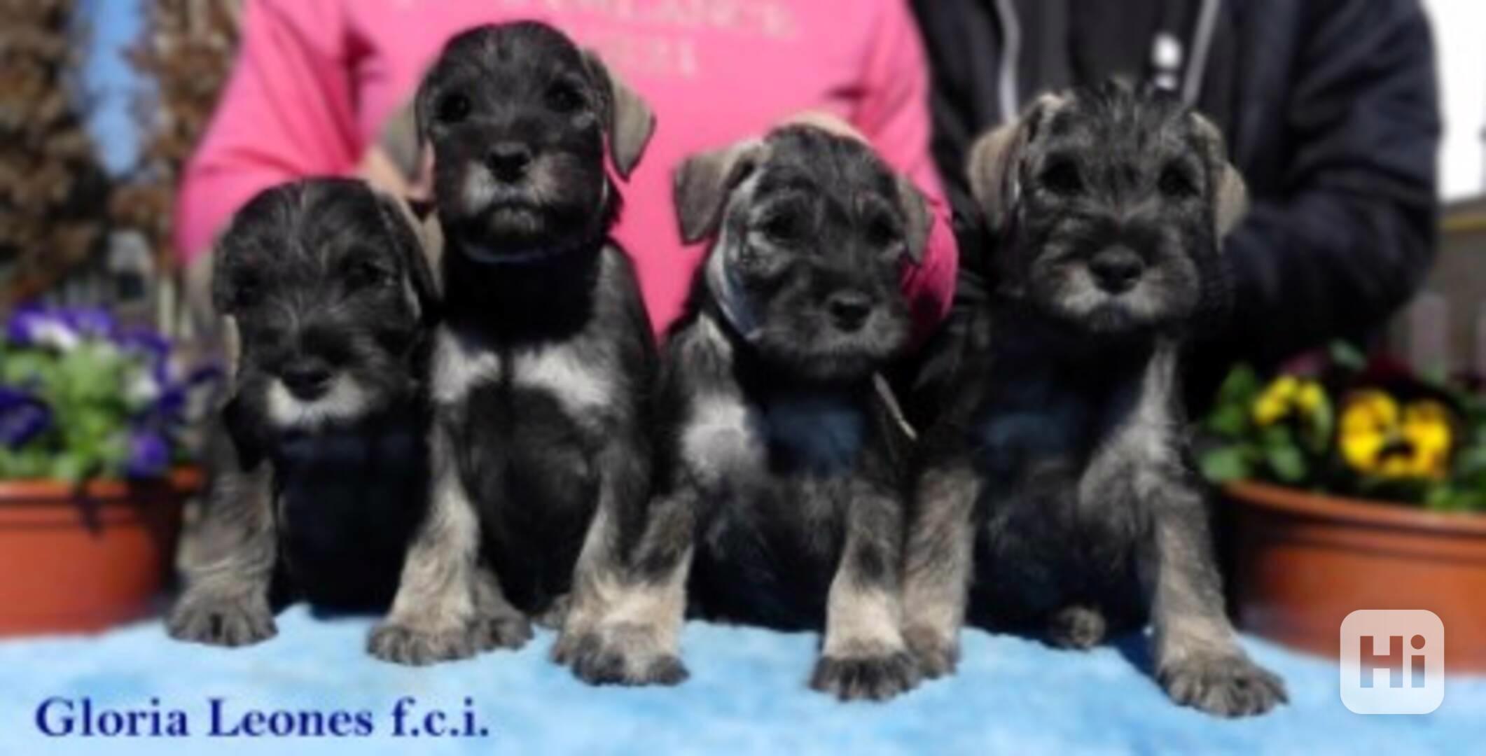 Knírač střední pepř a sůl - foto 1