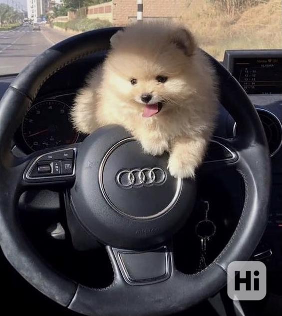 MINI Pomeranian  - foto 1