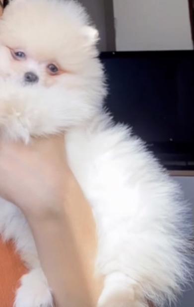 MINI Pomeranian  - foto 3