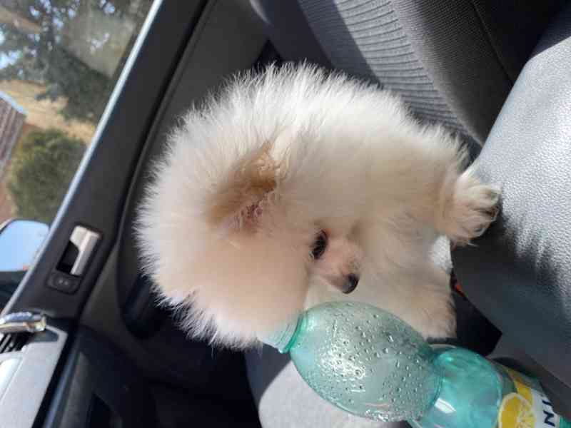 MINI Pomeranian  - foto 2