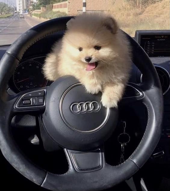 MINI Pomeranian  - foto 1