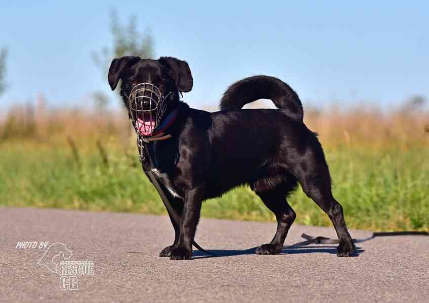 Darujeme nalezeného křížence - foto 4