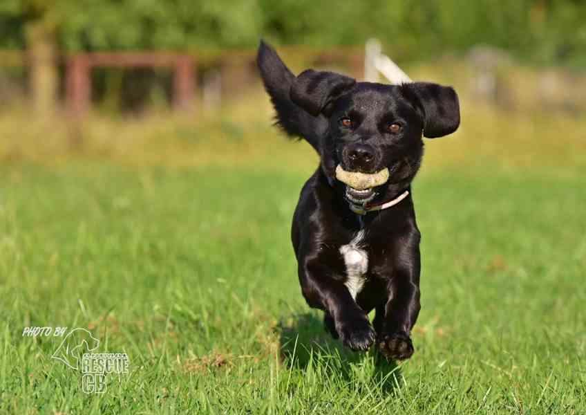 Darujeme nalezeného křížence - foto 3