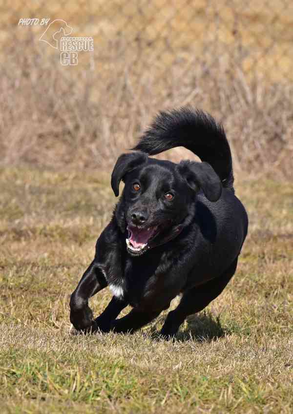 Darujeme nalezeného křížence - foto 8