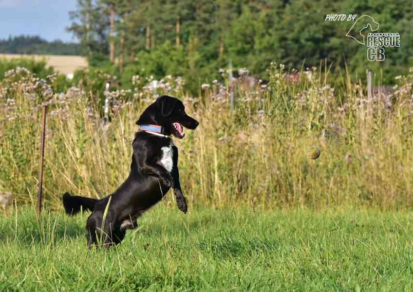 Darujeme nalezeného křížence - foto 2