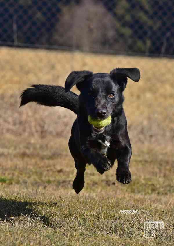 Darujeme nalezeného křížence - foto 7