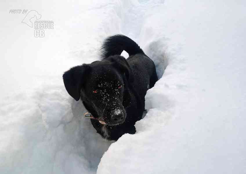 Darujeme nalezeného křížence - foto 5