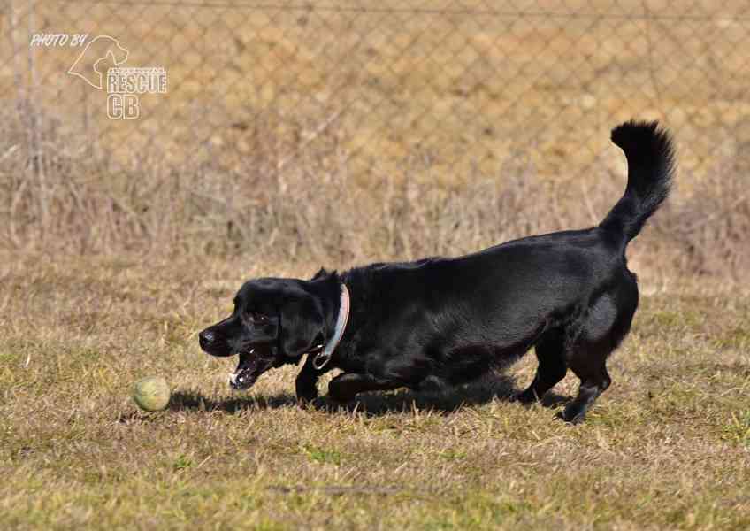 Darujeme nalezeného křížence - foto 10