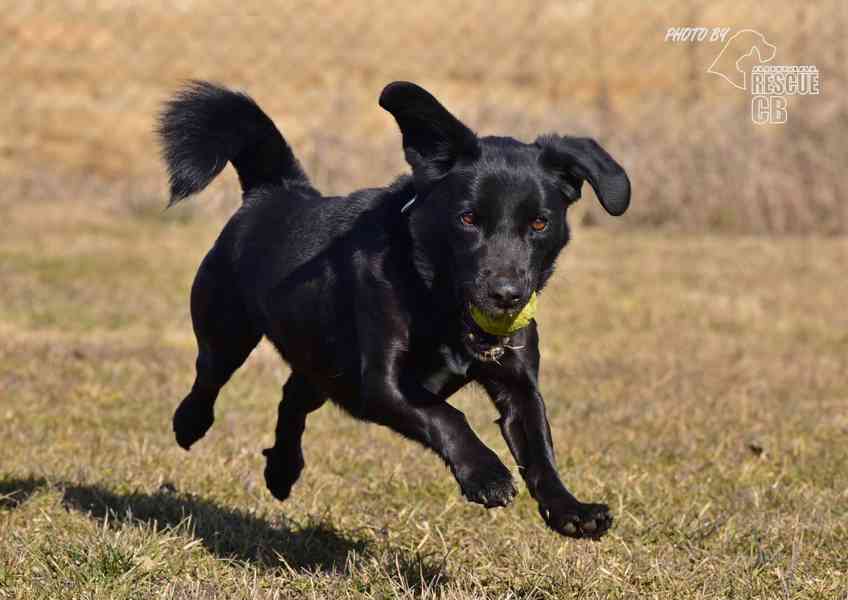 Darujeme nalezeného křížence - foto 9