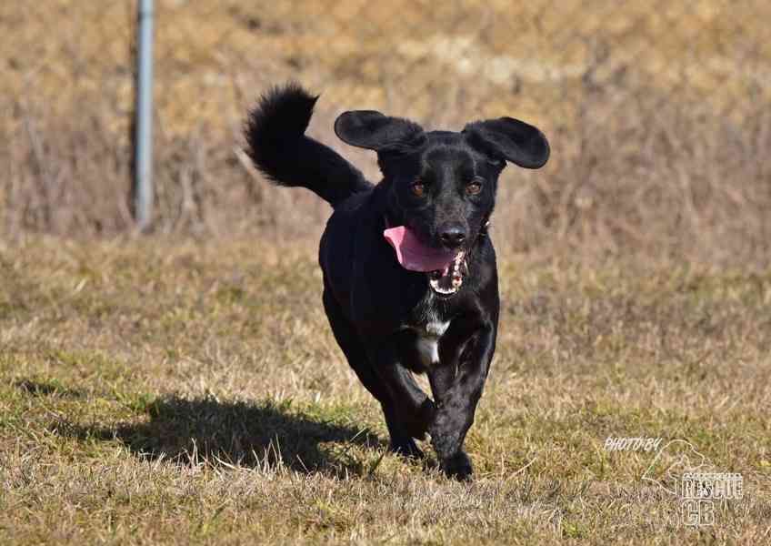 Darujeme nalezeného křížence - foto 6