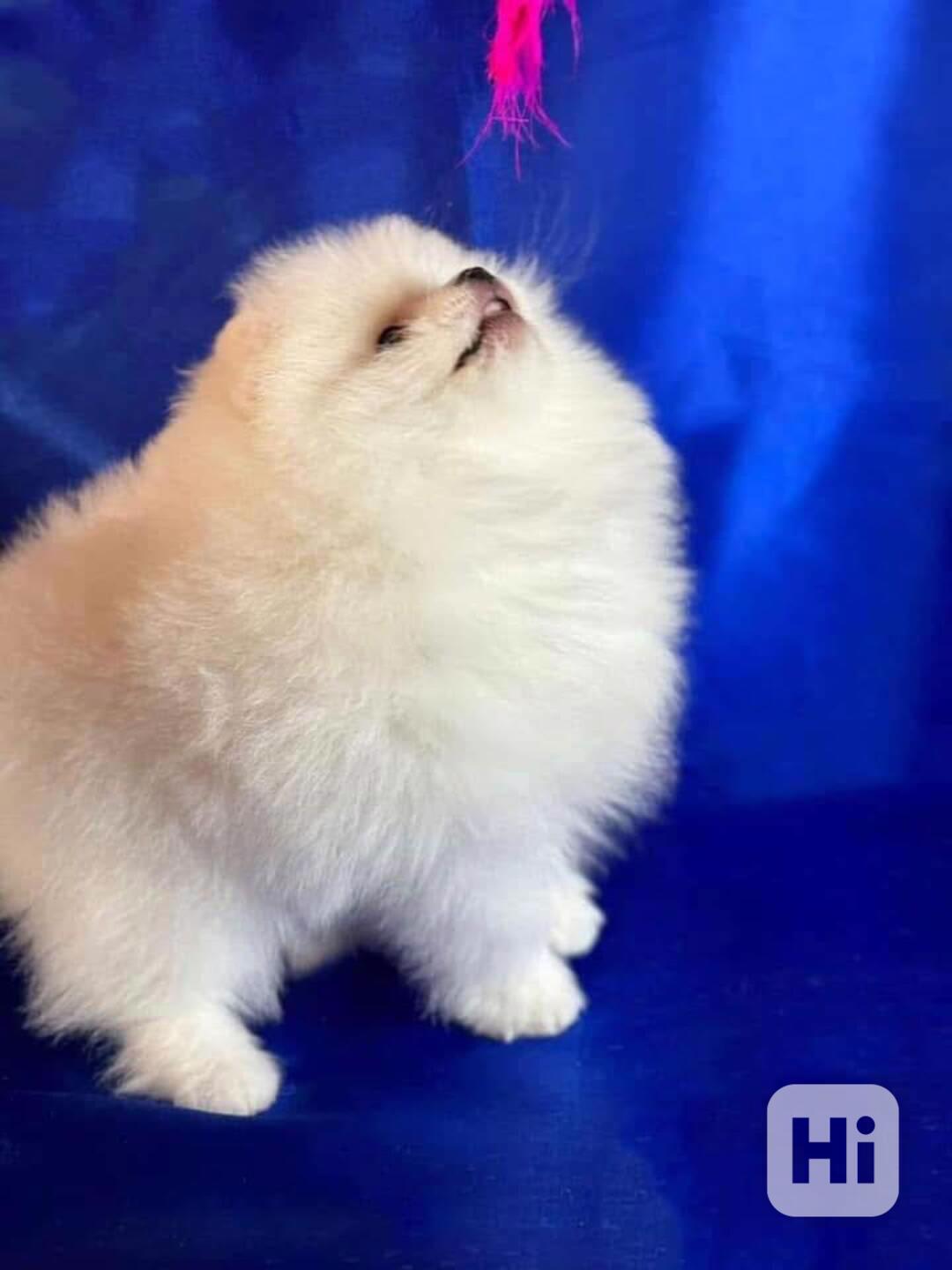  Štěňata pomeraniana k adopci zdarma - foto 1