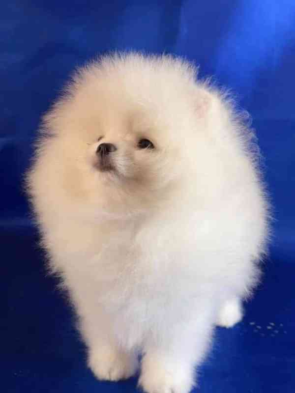  Štěňata pomeraniana k adopci zdarma - foto 3