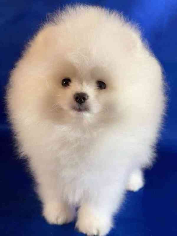  Štěňata pomeraniana k adopci zdarma - foto 2