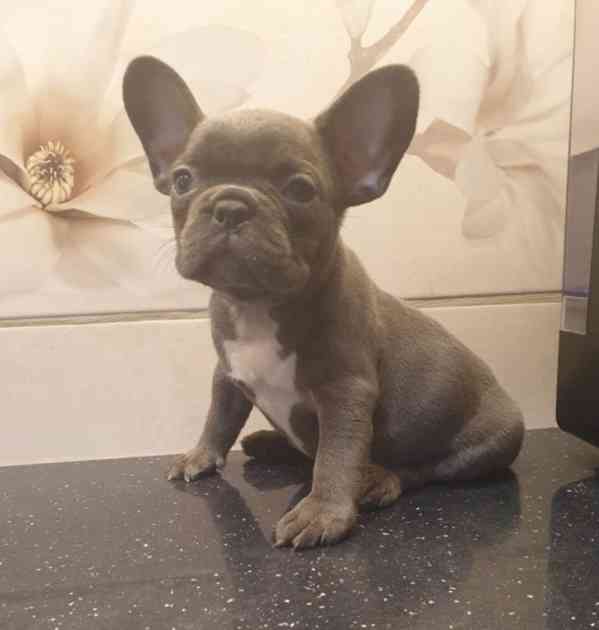 Zdravá štěňata francouzského buldočka k adopci - foto 1