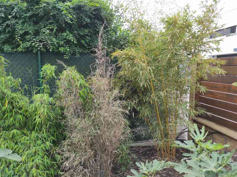 Bambus Phyllostachys Bissetii - foto 14