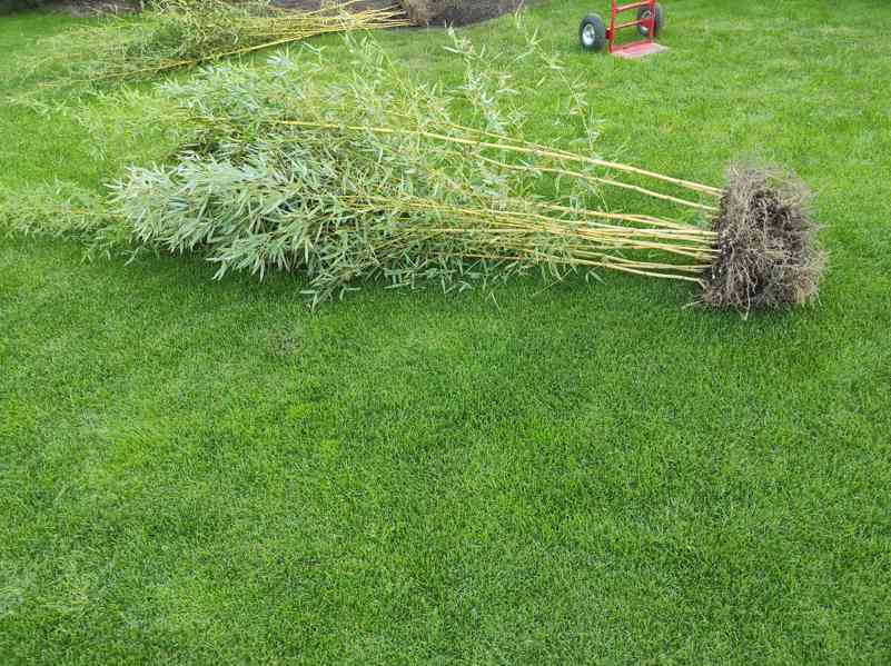 Bambus Phyllostachys Bissetii - foto 4