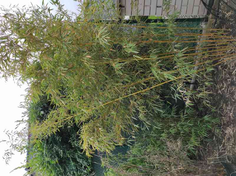 Bambus Phyllostachys Bissetii - foto 10