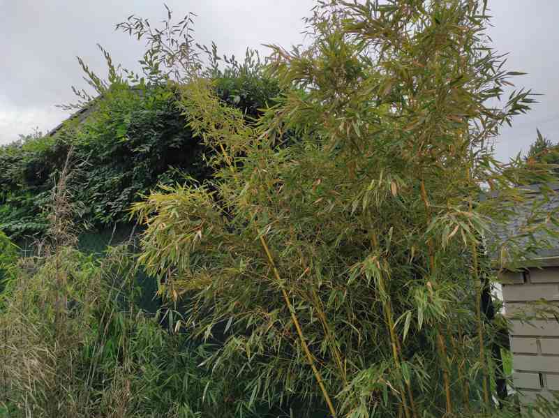 Bambus Phyllostachys Bissetii - foto 13