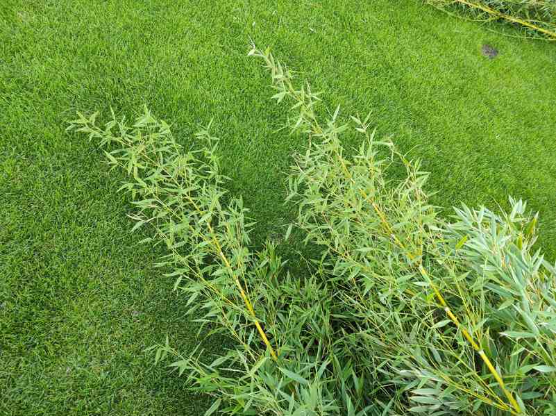 Bambus Phyllostachys Bissetii - foto 7
