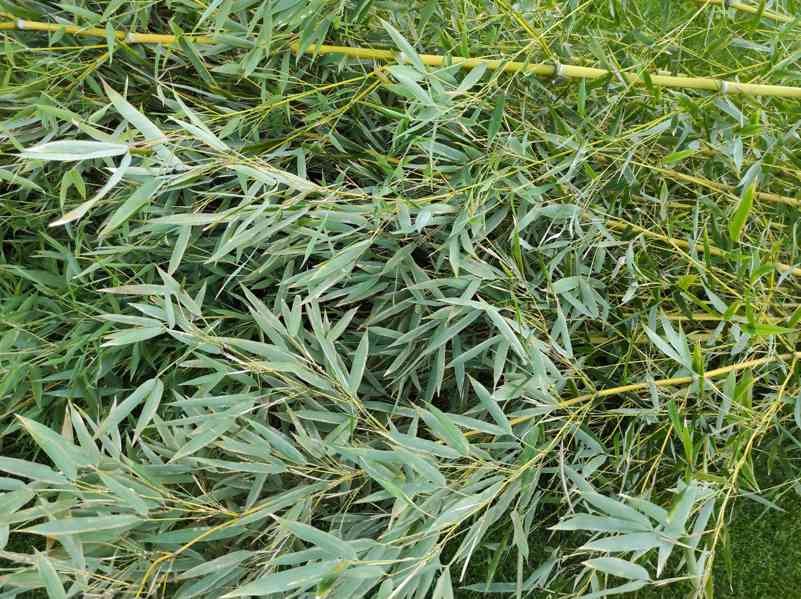 Bambus Phyllostachys Bissetii - foto 5