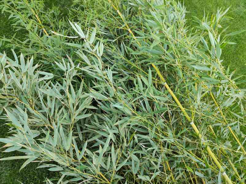 Bambus Phyllostachys Bissetii - foto 6
